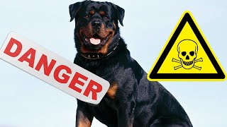 Top 5 Des Chiens Les Plus Dangereux Du Monde [upl. by Alister345]