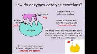 Enzymes GCSE Combined Science Biology [upl. by Rosati]