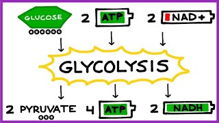 Aerobic Cellular Respiration Glycolysis Prep Steps [upl. by Gone964]