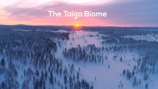 Taiga Biome [upl. by Ahsoyem441]