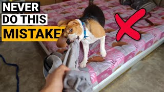 WORST Mistakes I Made Raising my First Beagle [upl. by Anemij]