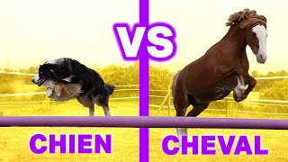 CHIEN VS CHEVAL  LE MEILLEUR AMI DE LHOMME [upl. by Lydia]