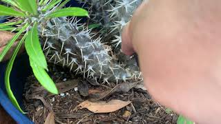 Propagating Madagascar Palms [upl. by Reggie33]