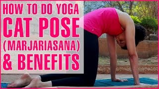 How To Do YOGA CAT STRETCH POSE MARJARIASANA  Spine Flexibility [upl. by Aikimat354]