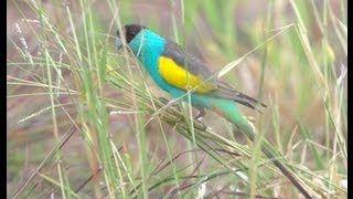 Hooded Parrot Psephotus dissimilis [upl. by Maryellen]