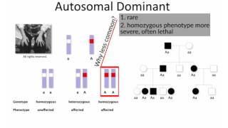 Mendelian Inheritance by B Korf  OPENPediatrics [upl. by Sible]