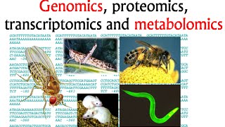 Genomics and proteomics transcriptomics and metabolomics [upl. by Ytirahs]