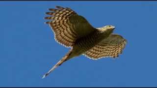 Sparrowhawk Bird Call Bird Song [upl. by Dorene]