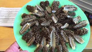 How To Clean Dehydrate amp Preserve Morel Mushrooms  Minnesota Mushrooms [upl. by Nashom]