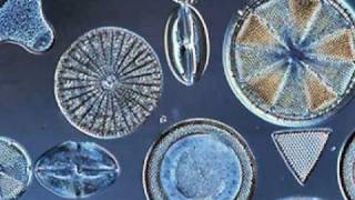 Beautiful Diatoms [upl. by Liahcim491]