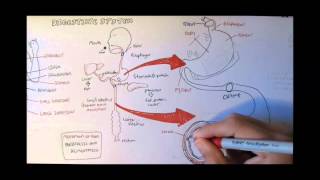 Digestive System Anatomy [upl. by Odiug]