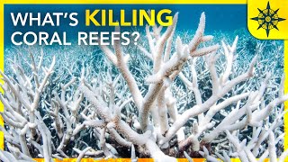 Whats Killing The Coral Reefs [upl. by Annatnas]