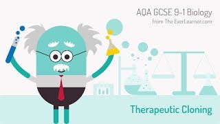 AQA GCSE 91 Biology Theraputic Cloning [upl. by Doniv552]