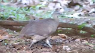 Great Tinamou [upl. by Korry]