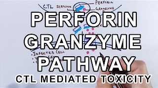 Mechanism of Perforin Granzyme Pathway [upl. by Eninotna]