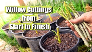 Complete Guide on Propagating and Growing Willow Tree Cuttings START TO FINISH [upl. by Vivica]