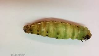 From Larva to Pupa Pupation of Manduca sexta [upl. by Nevram787]