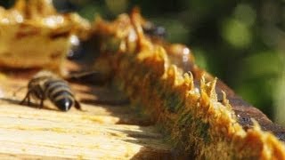 What Is Propolis Bee Glue [upl. by Girovard114]