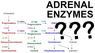 Adrenal Enzyme Deficiencies [upl. by Corydon209]