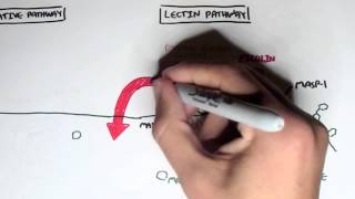 Immunology  Innate Immunity Complement System Overview [upl. by Hoxie]