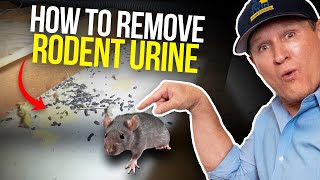 Rodent Urine smell in my housePRO DIY TIPS [upl. by Cathey143]