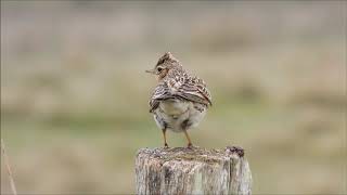 Feldlerche Gesang [upl. by Hidie]