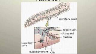 Flatworms [upl. by Jet]