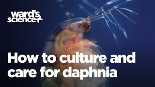 Caring and Culturing for Daphnia [upl. by Cyb]