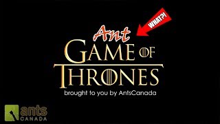 Ant Game of Thrones [upl. by Ettenot]