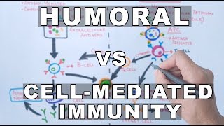 Humoral and Cell Mediated Immunity [upl. by Yevol475]