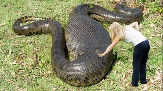 Worlds LARGEST Snakes EVER [upl. by Lentha]