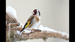 Chardonneret sauvage de Bretagne France  goldfinch song of France [upl. by Dlarej927]