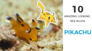 10 Amazing Sea Slugs with footage [upl. by Tome821]