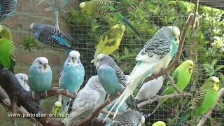 Budgerigars sounds  Parkieten geluiden  30 minutes of parakeet sounds [upl. by Hachman]