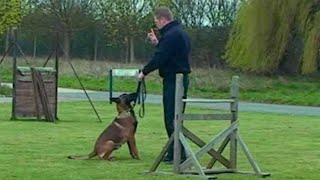 Police dog training [upl. by Zeugirdor]