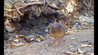 Thicket Tinamou  Tico Times [upl. by Nyleda]