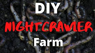 DIY Nightcrawler Farm [upl. by Eden]