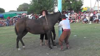 Jineteadas de Caballos 🐴🤠 Fiesta del Ternero Sauceño 2020 Canal caballos Campo Horses rural [upl. by Erland]