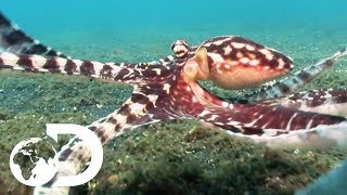 The Mimic Octopus  Nick Bakers Weird Creatures [upl. by Capp]