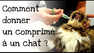 Comment donner un comprimé à son chat [upl. by Lauretta687]