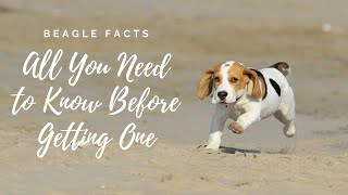 Facts About Beagle Dogs 101All You Need to Know [upl. by Rehtnug]