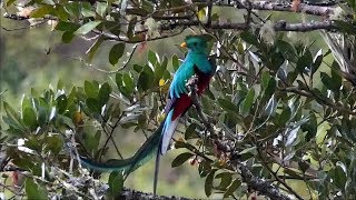 Resplendent Quetzal in Costa Rica [upl. by Titos]