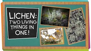 Lichen Two Living Things In One  Biology for Kids [upl. by Eeima]