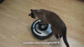 Cat shows HOW TO use iRobot Roomba Vacuum [upl. by Thirzia]