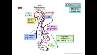 como se produce la emesis y los mecanismos de accion de farmacos antiemeticos [upl. by Broeker]