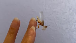 Orchid mantis flying [upl. by Bordiuk]