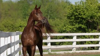 Danielson Arabian Horses for Sale [upl. by Eirret]