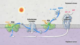 Photosynthesis Part 5 Light Reactions  HHMI BioInteractive Video [upl. by Nujra]