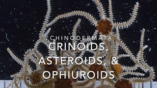 Echinodermata crinoids asteroids amp ophiuroids [upl. by Cathie]