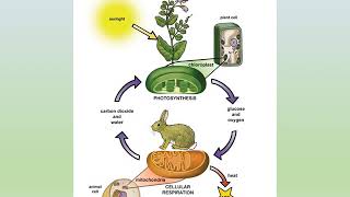 Intro to Animal Nutrition [upl. by Ivzt364]